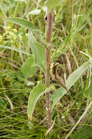 Campanula glomerata \ Knuel-Glockenblume, D Gerolzhofen-Sulzheim 18.7.2015