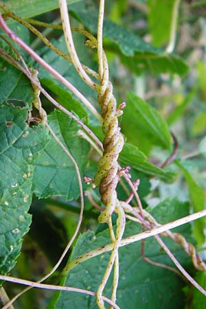 Cuscuta lupuliformis \ Weiden-Seide / Willow Dodder, D Mannheim 20.7.2015