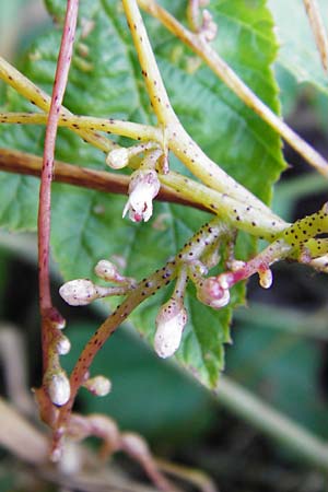 Cuscuta lupuliformis \ Weiden-Seide / Willow Dodder, D Mannheim 20.7.2015