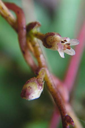 Cuscuta lupuliformis \ Weiden-Seide / Willow Dodder, D Mannheim 20.7.2015