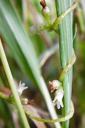 Cuscuta lupuliformis \ Weiden-Seide / Willow Dodder, D Mannheim 20.7.2015