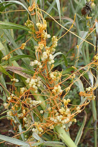 Cuscuta gronovii \ Gronovius-Seide, Weiden-Seide / Gronovius' Dodder, Swamp Dodder, D Mosbach-Eisenbusch 8.9.2015