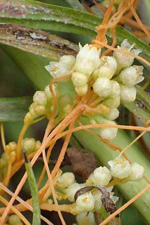 Cuscuta gronovii \ Gronovius-Seide, Weiden-Seide / Gronovius' Dodder, Swamp Dodder, D Mosbach-Eisenbusch 8.9.2015