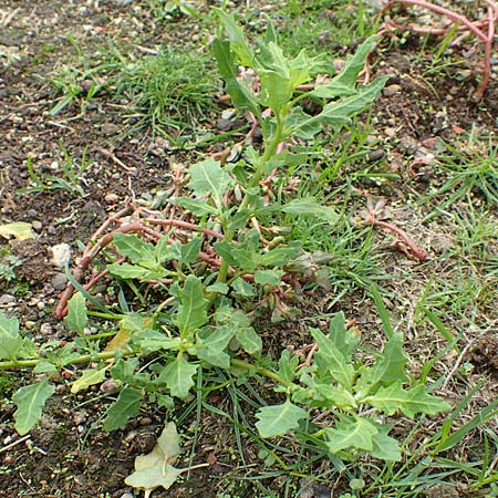 Chenopodium glaucum \ Blaugrner Gnsefu / Oak-Leaved Goosefoot, Glaucous Goosefoot, D Mannheim 20.9.2015