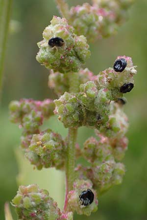 Chenopodium x reynieri / Hybrid Goosefoot, D Pforzheim 26.9.2015