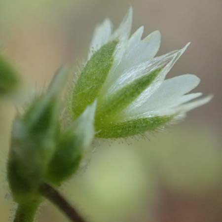 Cerastium glutinosum \ Bleiches Hornkraut, D Erlenbach am Main 28.4.2016