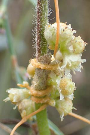 Cuscuta gronovii \ Gronovius-Seide, Weiden-Seide / Gronovius' Dodder, Swamp Dodder, D Werbach-Wenkheim 2.10.2016