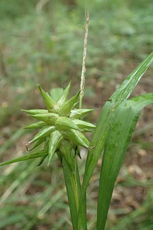 Carex grayi \ Morgenstern-Segge, D Rheingönheim 9.9.2017