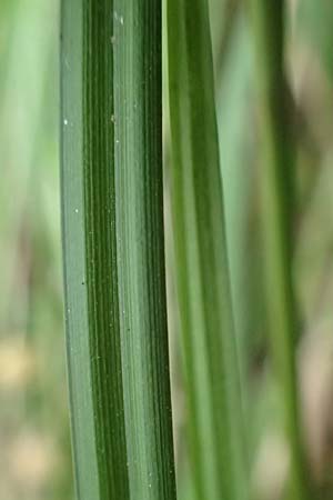 Carex grayi \ Morgenstern-Segge / Gray's Sedge, Mace Sedge, D Rheingönheim 9.9.2017