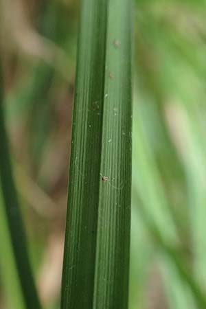 Carex grayi \ Morgenstern-Segge, D Rheingönheim 9.9.2017