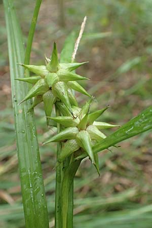 Carex grayi \ Morgenstern-Segge, D Rheingönheim 9.9.2017