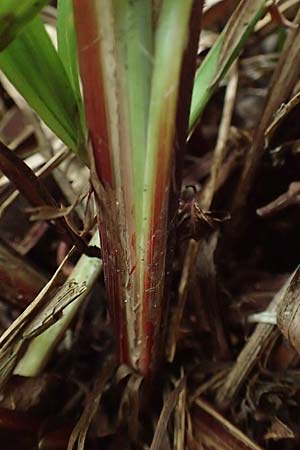 Carex grayi \ Morgenstern-Segge / Gray's Sedge, Mace Sedge, D Rheingönheim 9.9.2017