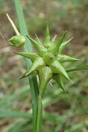 Carex grayi \ Morgenstern-Segge / Gray's Sedge, Mace Sedge, D Rheingönheim 9.9.2017