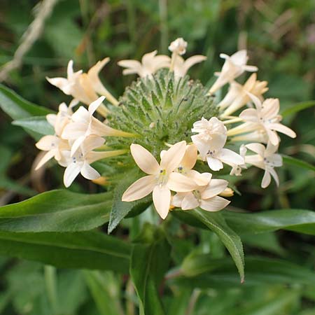 Collomia grandiflora / Large-Flowered Collomia, D Eifel, Herhahn 9.7.2018