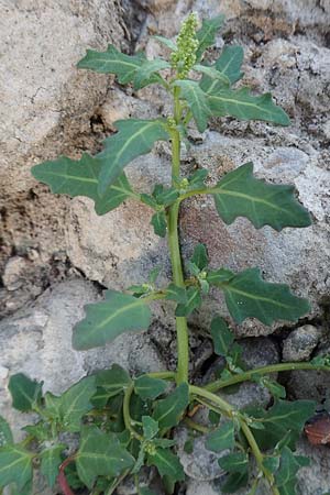 Chenopodium glaucum \ Blaugrner Gnsefu / Oak-Leaved Goosefoot, Glaucous Goosefoot, D Köln-Zündorf 22.8.2018