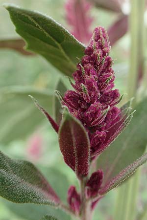 Chenopodium x reynieri / Hybrid Goosefoot, D Werne 23.8.2018