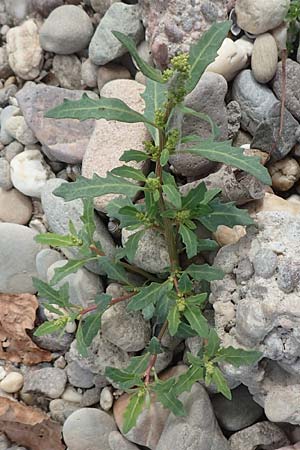 Chenopodium glaucum \ Blaugrner Gnsefu / Oak-Leaved Goosefoot, Glaucous Goosefoot, D Mannheim 9.9.2018