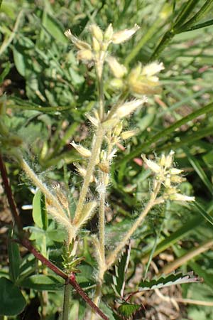 Cerastium glomeratum \ Knuel-Hornkraut / Sticky Mouse-Ear, D Ketsch 21.5.2020