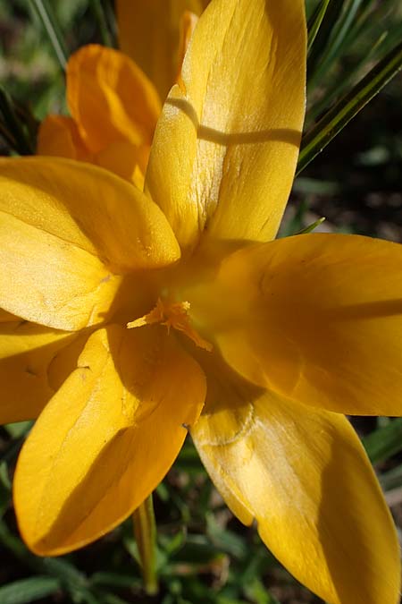 Crocus ancyrensis / Ankara Crocus, D Ludwigshafen 8.3.2021