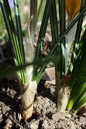 Crocus ancyrensis / Ankara Crocus, D Ludwigshafen 8.3.2021