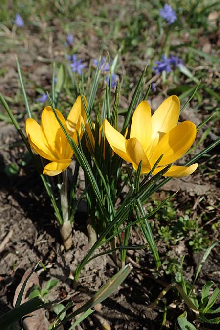 Crocus ancyrensis / Ankara Crocus, D Ludwigshafen 8.3.2021