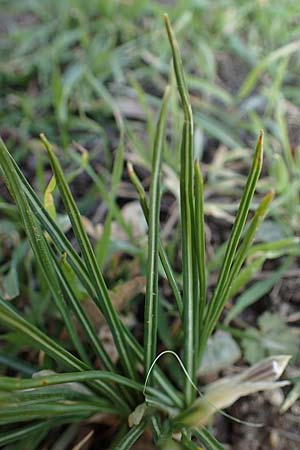 Crocus ancyrensis / Ankara Crocus, D Ludwigshafen 8.3.2021