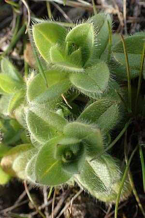 Cerastium glomeratum \ Knuel-Hornkraut, D Neuleiningen 28.3.2021