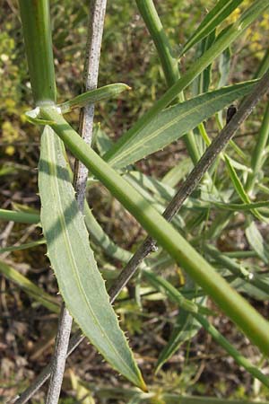 Chondrilla juncea \ Binsen-Knorpellattich, Groer Knorpellattich, D Mainz 30.6.2012