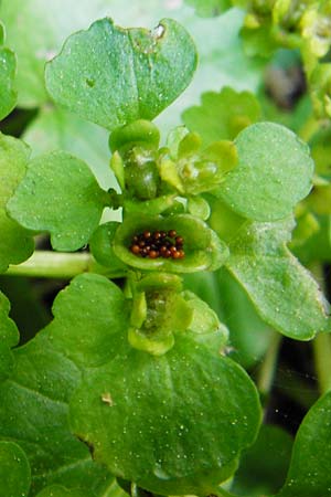 Chrysosplenium alternifolium \ Wechselblttriges Milzkraut, Gold-Milzkraut, D Schriesheim-Altenbach 7.5.2015