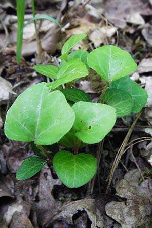 Hedera helix \ Efeu, D Babenhausen 17.6.2015