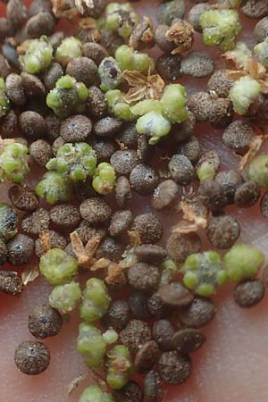 Chenopodium hybridum \ Bastard-Gänsefuß, Stechapfelblättriger Gänsefuß / Maple-Leaved Goosefoot, D Mannheim 13.10.2015
