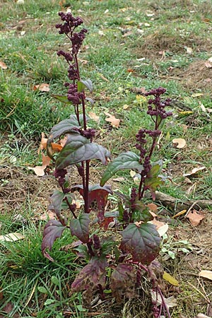 Chenopodium hybridum \ Bastard-Gänsefuß, Stechapfelblättriger Gänsefuß / Maple-Leaved Goosefoot, D Mannheim 7.11.2015