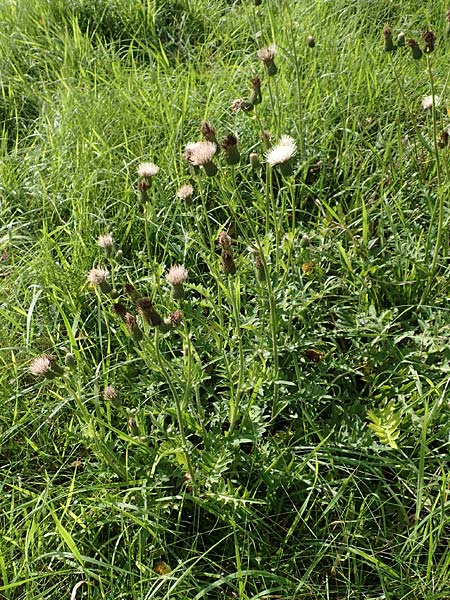 Cirsium x rigens / Short-Stem Thistle Hybrid, D Buchen 19.8.2017