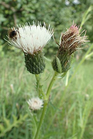 Cirsium x rigens \ Kurzstngelige Hybrid-Kratzdistel / Short-Stem Thistle Hybrid, D Buchen 19.8.2017