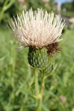 Cirsium x rigens \ Kurzstngelige Hybrid-Kratzdistel / Short-Stem Thistle Hybrid, D Buchen 19.8.2017