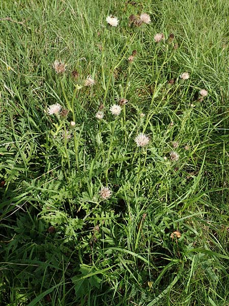 Cirsium x rigens \ Kurzstngelige Hybrid-Kratzdistel / Short-Stem Thistle Hybrid, D Buchen 19.8.2017