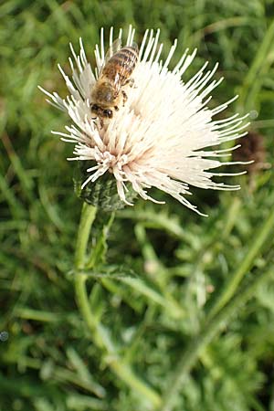 Cirsium x rigens / Short-Stem Thistle Hybrid, D Buchen 19.8.2017