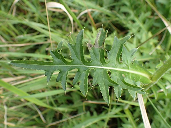 Cirsium x rigens / Short-Stem Thistle Hybrid, D Buchen 19.8.2017