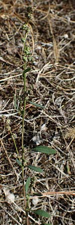 Chenopodium striatiforme / False Striped Goosefoot, D Mannheim 17.9.2017