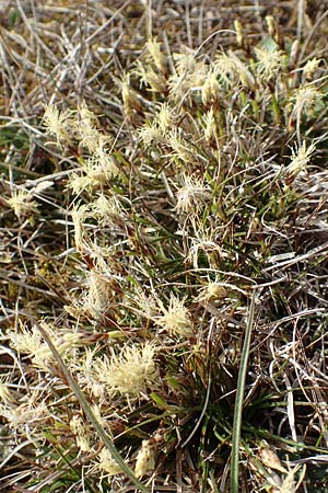 Carex humilis / Dwarf Sedge, D Neuleiningen 8.4.2018