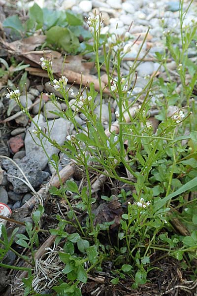 Cardamine occulta \ Japanisches Reisfeld-Schaumkraut, D Insel Reichenau, Oberzell 25.4.2018