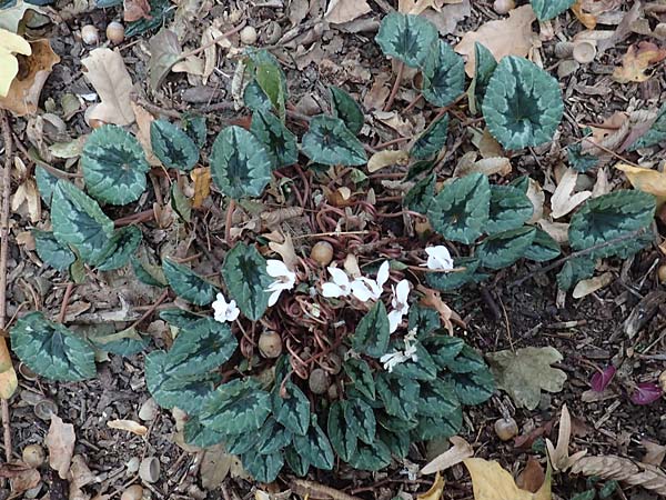 Cyclamen hederifolium \ Efeublttriges Alpenveilchen, Herbst-Alpenveilchen / Ivy-Leaved Cyclamen, Sowbread, D Bochum 23.10.2018