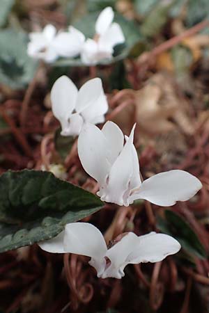 Cyclamen hederifolium \ Efeublttriges Alpenveilchen, Herbst-Alpenveilchen / Ivy-Leaved Cyclamen, Sowbread, D Bochum 23.10.2018