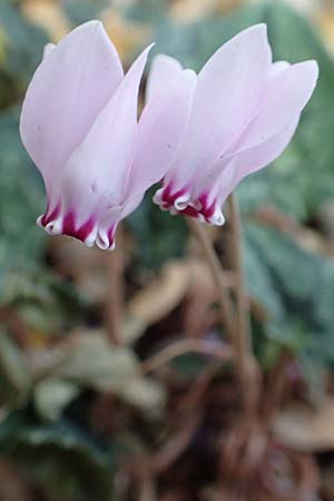 Cyclamen hederifolium \ Efeublttriges Alpenveilchen, Herbst-Alpenveilchen / Ivy-Leaved Cyclamen, Sowbread, D Bochum 23.10.2018