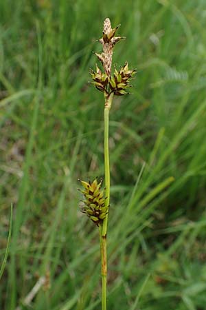 Carex hostiana \ Saum-Segge, Hosts Segge / Tawny Sedge, D Offenburg 22.5.2020
