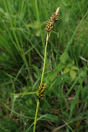 Carex hostiana \ Saum-Segge, Hosts Segge / Tawny Sedge, D Offenburg 22.5.2020