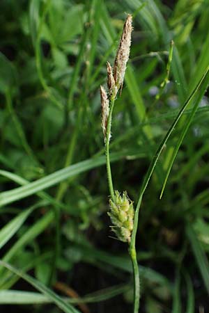 Carex hirta \ Behaarte Segge / Hairy Sedge, D Neuleiningen 25.5.2020