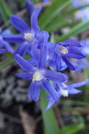 Scilla sardensis \ Sardes-Schneeglanz, Dunkle Sternhyazinthe / Sardes Glory of the Snow, D Ludwigshafen 24.3.2021