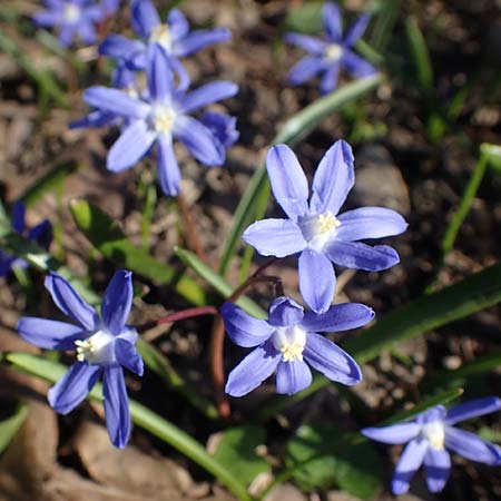 Scilla sardensis \ Sardes-Schneeglanz, Dunkle Sternhyazinthe / Sardes Glory of the Snow, D Ludwigshafen 24.3.2021