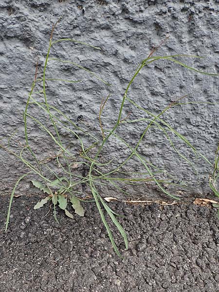 Chondrilla juncea \ Binsen-Knorpellattich, Groer Knorpellattich / Rush Skeletonweed, D Mannheim 15.5.2021